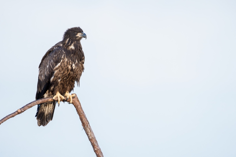 Bald-Eagle-3200-in-fresh-juvenal-plumage-_DSC5828-Indian-Lake-Estates-FL-Enhanced-NR