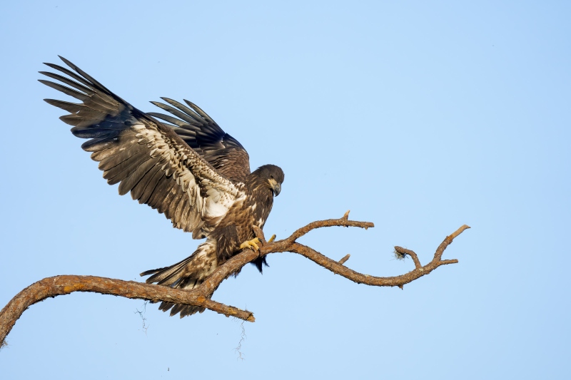 Bald-Eagle-3200-juvenile-with-wings-raised-_DSC0417-Indian-Lake-Estates-FL-Enhanced-NR