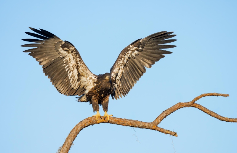 Bald-Eagle-juvenile-with-wings-raised-_DSC0657-Indian-Lake-Estates-FL-Enhanced-NR