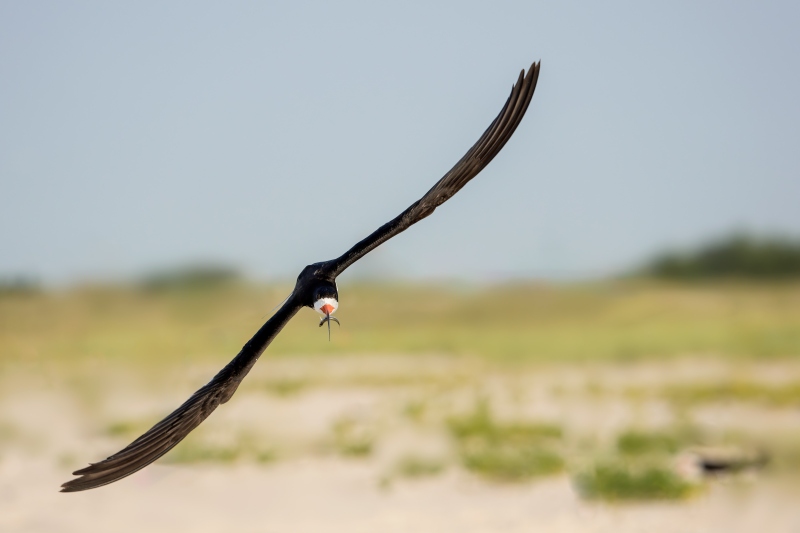 Black-SKimmer-3200-in-flight-with-Striped-Killiifish-_DSC8567-Nickerson-Beach-Park-Lido-Beach-LI-NY-Enhanced-NR