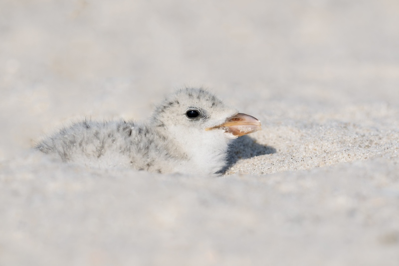 Black-Skimmer-3200-3-day-old-chick-in-scrape-_DSC9101-Nickerson-Beach-Park-Lido-Beach-LI-NY-Enhanced-NR