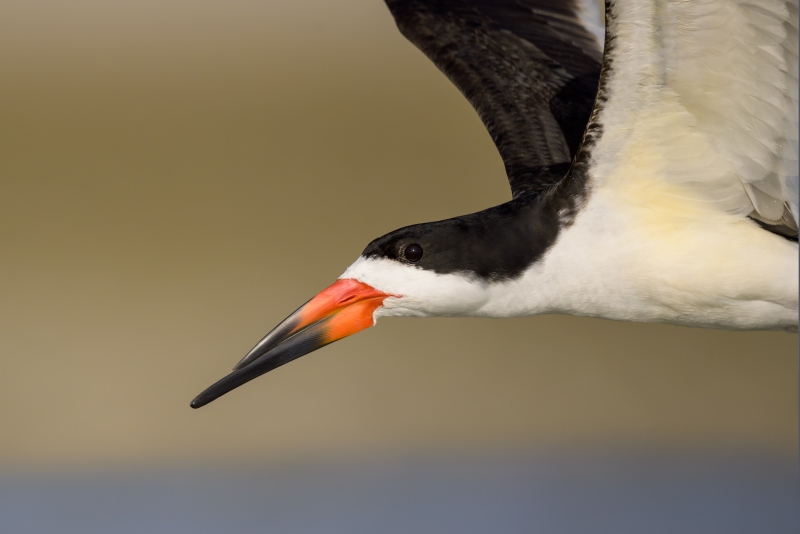 Black-Skimmer-3200-Matt-Milnes-tight-flight-_NZ91264-Fort-DeSoto-Park-FL-Enhanced-NR
