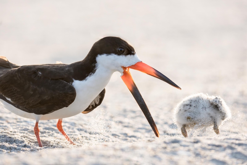Black-Skimmer-3200-attacking-sleeping-chick-from-another-nest-_DSC6865-Nickerson-Beach-Park-Lido-Beach-LI-NY-Enhanced-NR