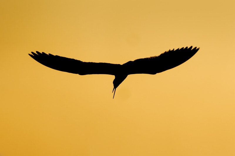 Black-Skimmer-3200-backlit-at-sunrise-_DSC6617-Nickerson-Beach-Park-Lido-Beach-LI-NY-Enhanced-NR