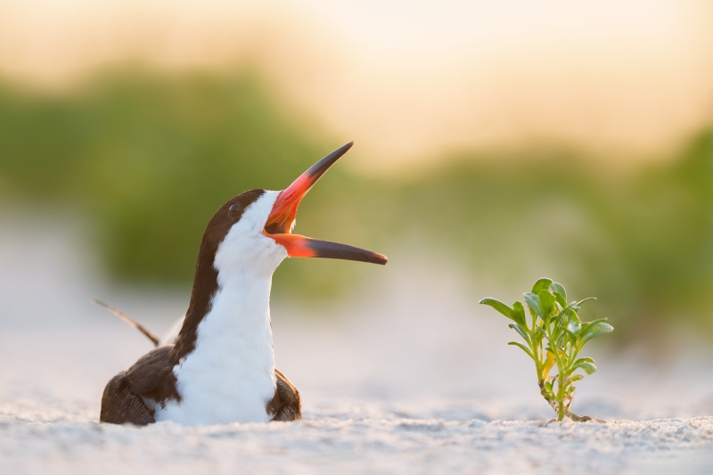 Black-Skimmer-3200-backlit-on-eggs-Steve-Shore-LAYERS-A1ii_D3-26691_2025-Nickerson-Beach-NY-Enhanced-NR