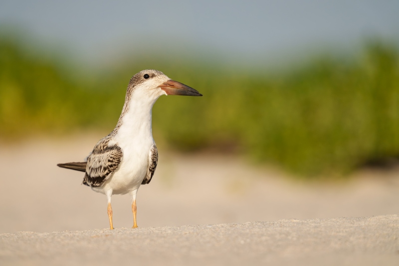 Black-Skimmer-3200-in-fresh-juvenal-plumage-on-sand-ridge-_A1G7117-Nickerson-Beach-Park-LI-NY-Enhanced-NR