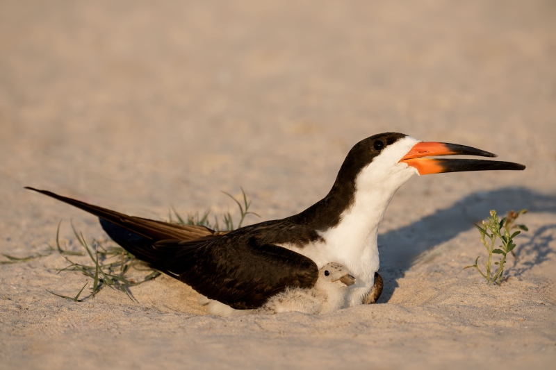 Black-Skimmer-3200-in-scarpe-with-one-chick-_DSC3231-Nickerson-Beach-Park-Lido-Beach-LI-NY-Enhanced-NR
