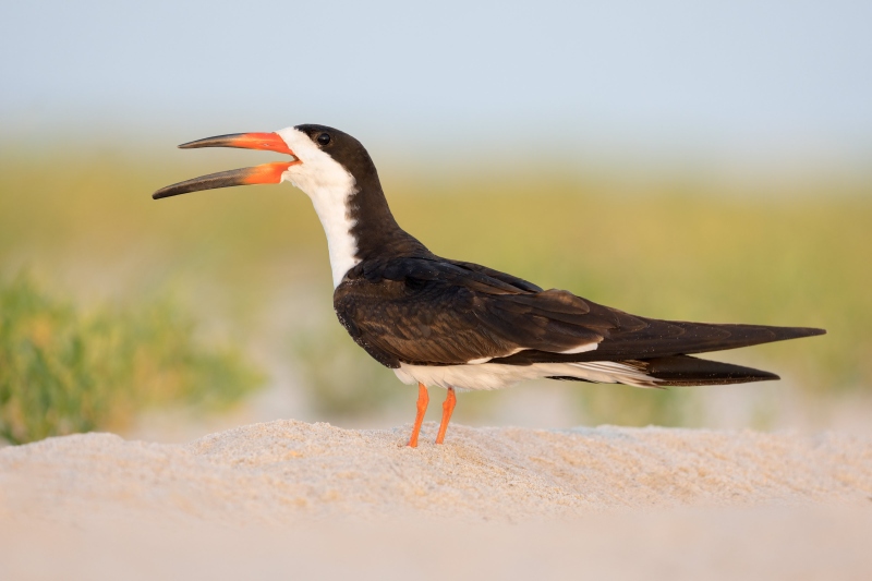 Black-Skimmer-3200-on-sand-ridge-_DSC6216-Nickerson-Beach-Park-Lido-Beach-LI-NY