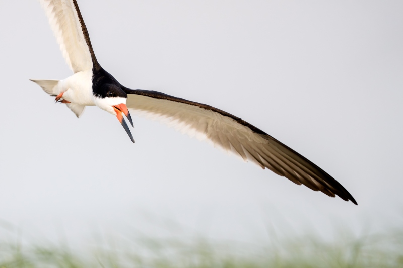 Black-Skimmer-3200-tight-flight-_DSC9438-Nickerson-Beach-Park-Lido-Beach-LI-NY-Enhanced-NR
