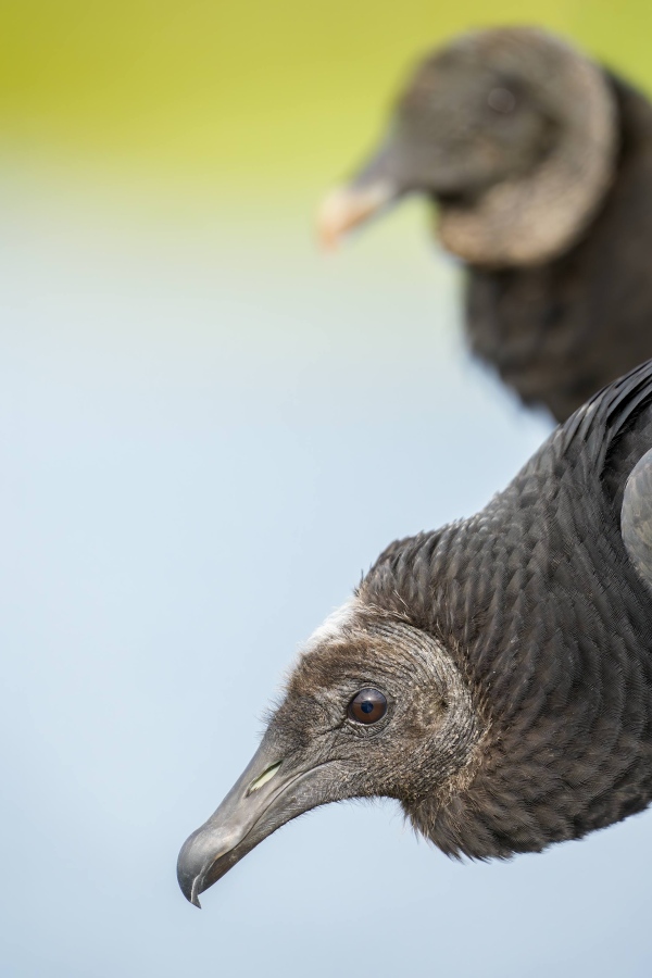 Black-Vultures-3200-juvenile-and-adult-_DSC8516-Indian-Lake-Estates-FL-Enhanced-NR