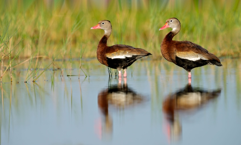 Black-bellied-Whislting-Duck-3200-duo-_DSC0944-Indian-Lake-Estates-FL-Enhanced-NR