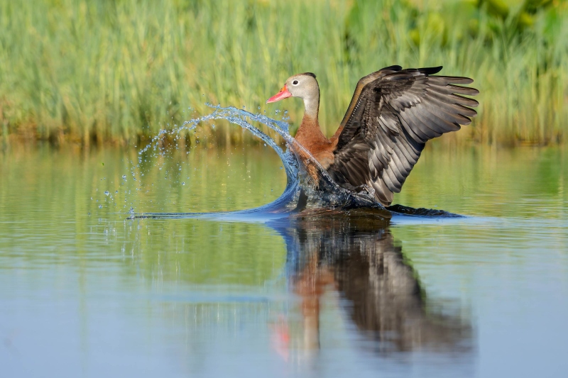 Black-bellied-Whislting-Duck-3200-splashing-down-_DSC4844-Indian-Lake-Estates-FL-Enhanced-NR
