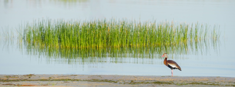 Black-bellied-Whislting-Duck-3200-stitched-pano-_DSC6106-Indian-Lake-Estates-FL-Enhanced-NR