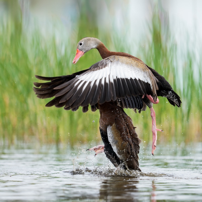 Black-bellied-Whislting-Ducks-2400-A-fighting-_DSC4613-Indian-Lake-Estates-FL-Enhanced-NR