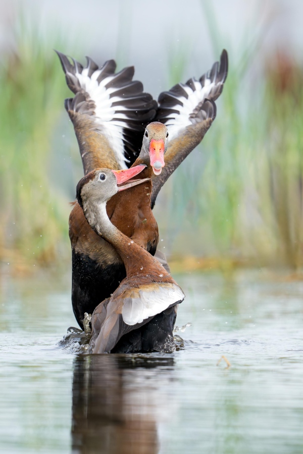 Black-bellied-Whislting-Ducks-3200-squabbliing-_DSC4498-Indian-Lake-Estates-FL-Enhanced-NR