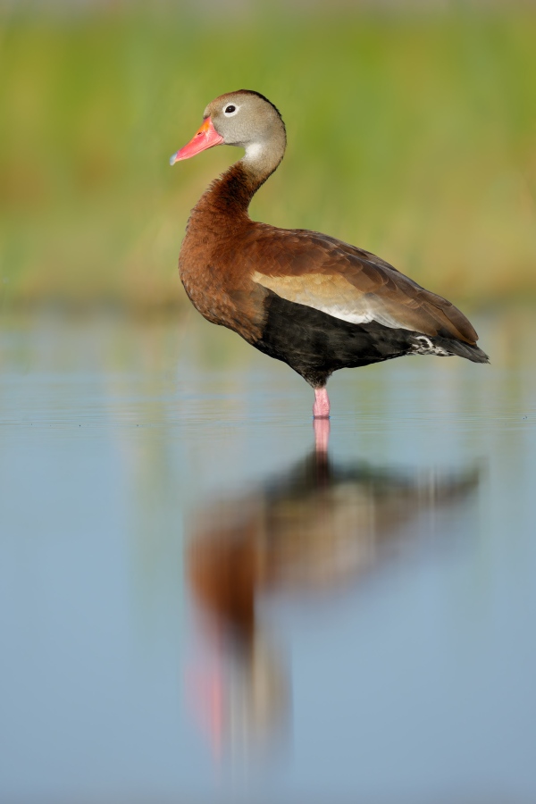 Black-bellied-Whistling-Duck-3200-and-reflection-_DSC1967-Indian-Lake-Estates-FL-Enhanced-NR