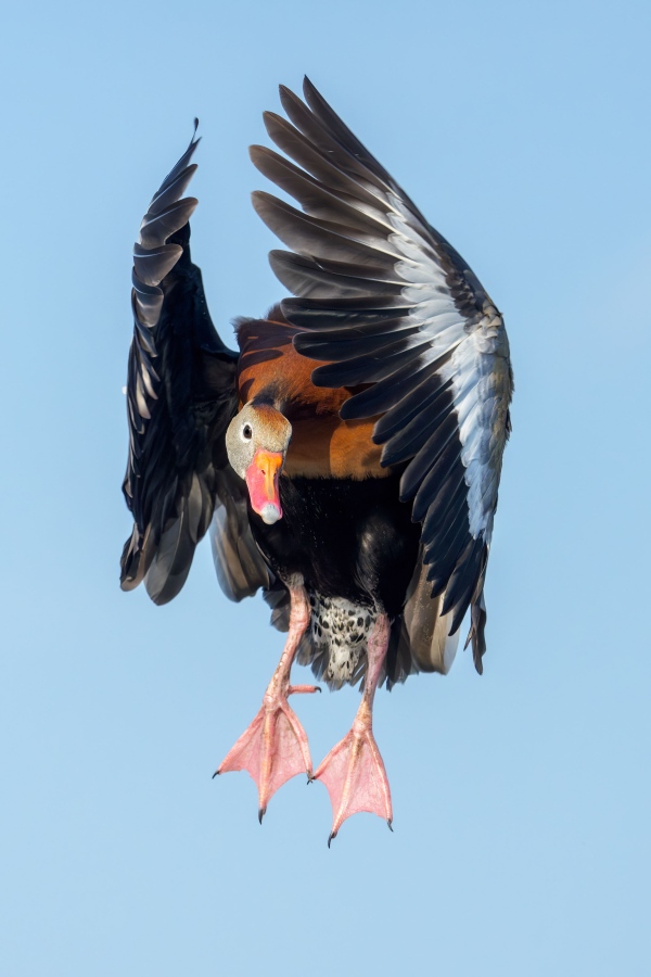 Black-bellied-Whistling-Duck-3200-braking-to-land-_DSC7414-Indian-Lake-Estates-FL-Enhanced-NR