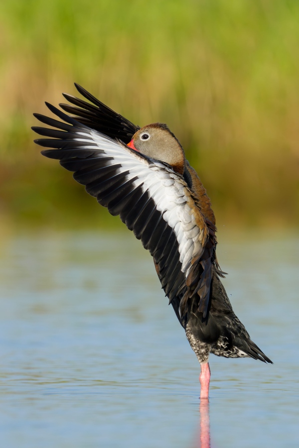 Black-bellied-Whistling-Duck-3200-flapping-after-bath-_DSC6818-Indian-Lake-Estates-FL-Enhanced-NR