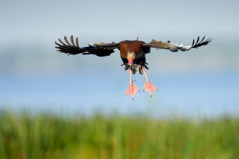 Black-bellied-Whistling-Duck-3200-incoming-flight-_DSC9369-Indian-Lake-Estates-FL-Enhanced-NR