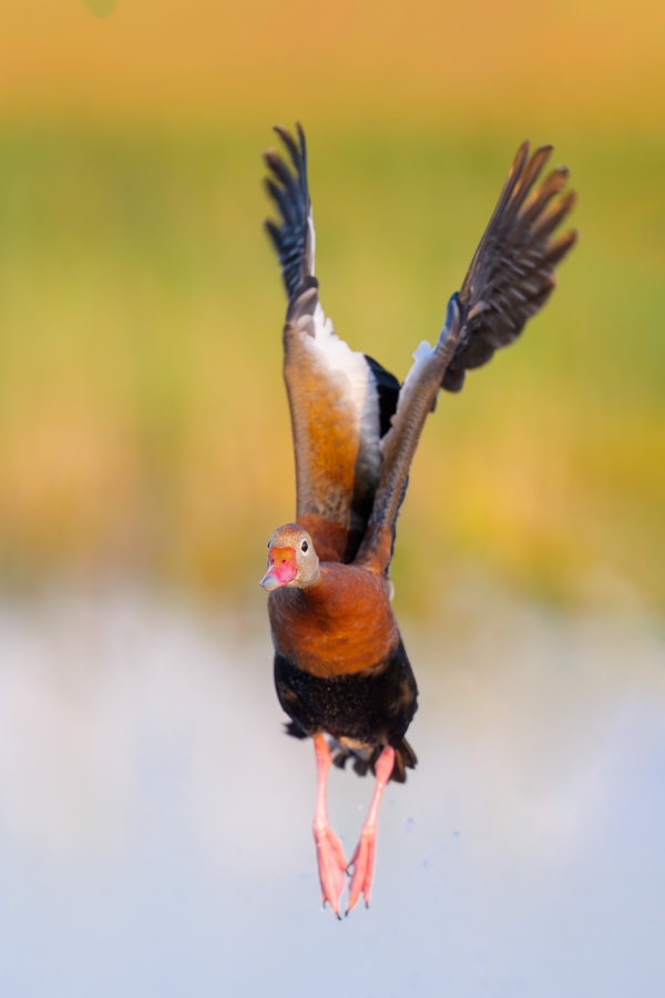 Black-bellied-Whistling-Duck-3200-taking-flight-_DSC2156-Indian-Lake-Estates-FL-Enhanced-NR