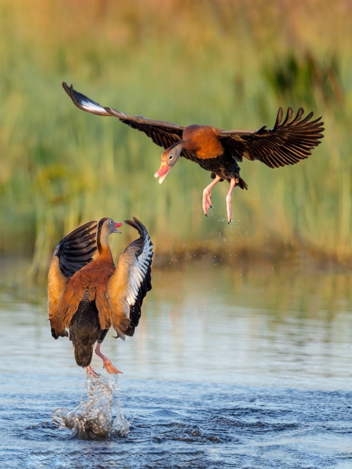 Black-bellied-Whistling-Ducks-300-squabbling-_DSC2250-Indian-Lake-Estates-FL-Enhanced-NR