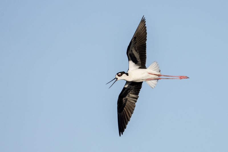 Black-necked-Stilt-3200-calling-in-flight-_DSC6919-Indian-Lake-Estates-FL