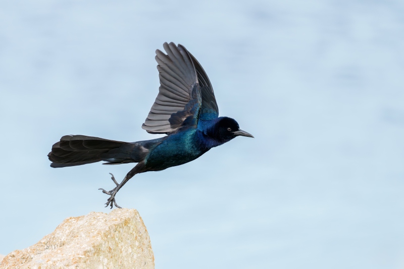 Boat-tailed-Grackle-3200-male-taking-flight-_DSC3370-Stick-Marsh-Fellsmere-FL-Enhanced-NR