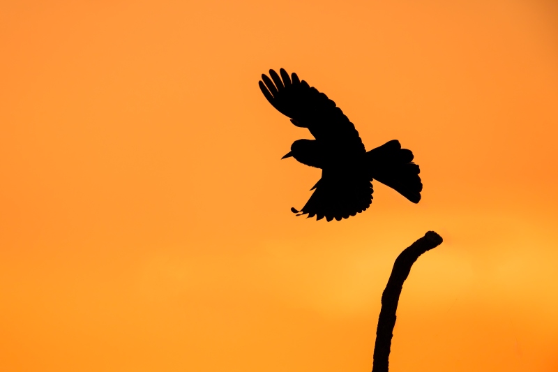 Boat-tailed-Grackle-3200-taking-flight-at-sunset-_DSC0443-Indian-Lake-Estates-FL-Enhanced-NR