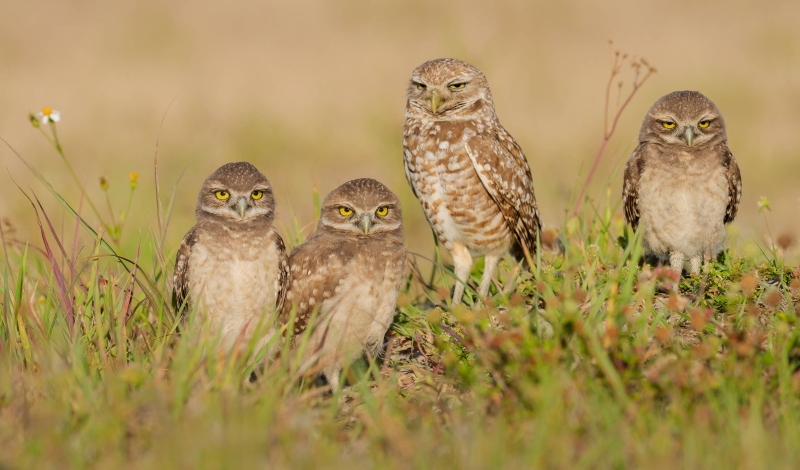 Burrowing-Owl-3200-family-pano-_DSC1328-Cape-Coral-FL