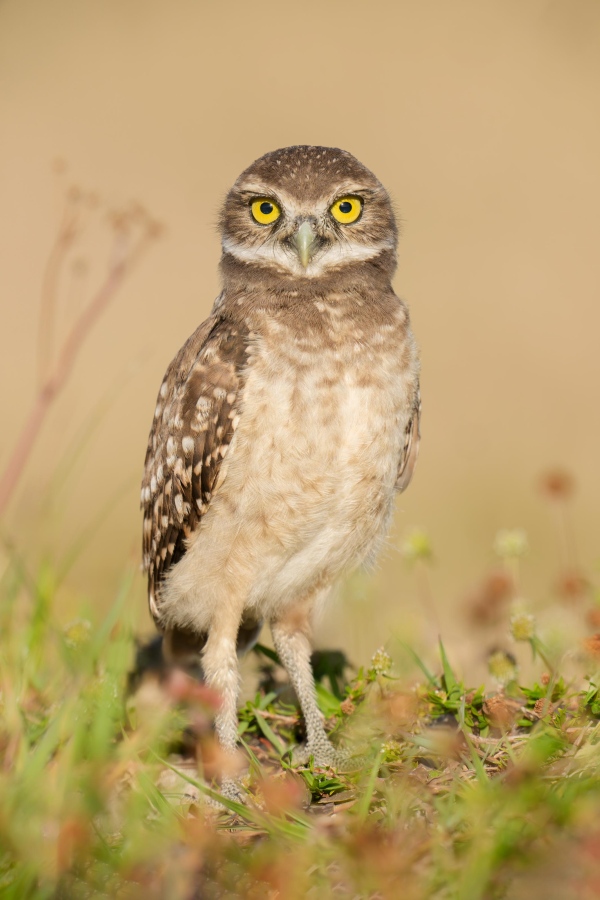 Burrowing-Owl-3200-juvenile-scared-by-barking-dog-_DSC1627-Cape-Coral-FL-Enhanced-NR