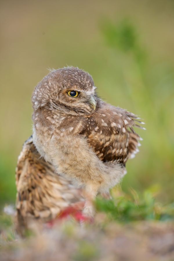 Burrowing-Owl-3200-juvenile-stretching-right-wing-_DSC2367-Cape-Coral-FL-Enhanced-NR