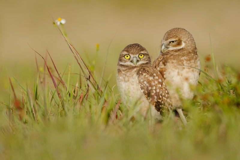 Burrowing-Owl-3200-large-chicks-PAT-FIShB-_A938058-Enhanced-NR