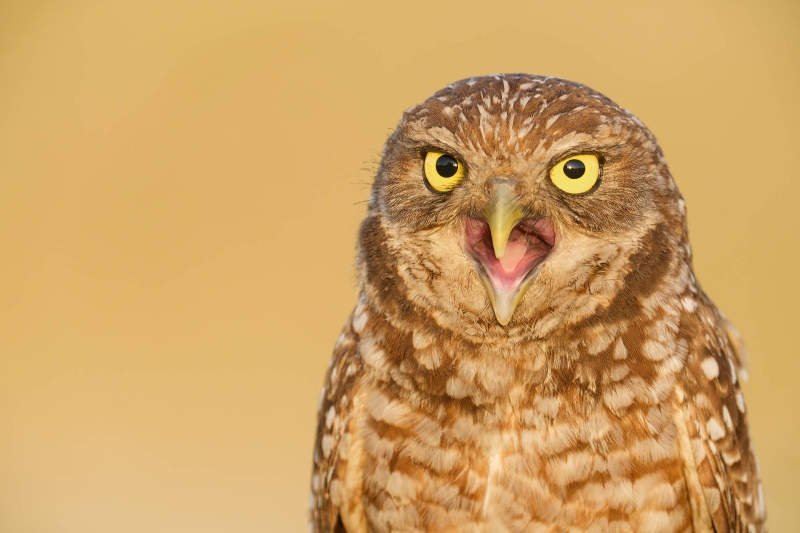 Burrowing-Owl-3200-yawming-_DSC0896-Cape-Coral-FL-Enhanced-NR