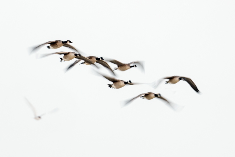 Canada-Goose-3200-flock-blur-1-Common-Tern-_DSC5790-Nickerson-Beach-Park-Lido-Beach-LI-NY-Enhanced-NR