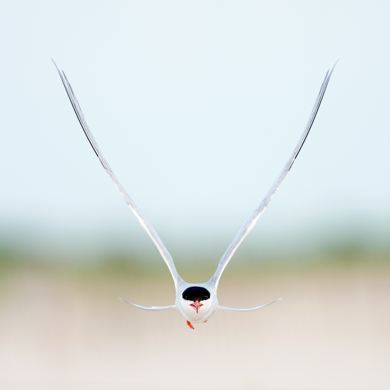Common-Tern-2400-defending-nest-_DSC8300-Nickerson-Beach-Park-Lido-Beach-LI-NY-Enhanced-NR