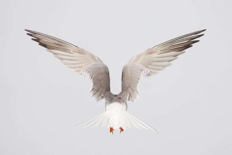 Common-Tern-3200-LIGHTER-in-fog-with-west-wind-_DSC2734-Nickerson-Beach-Park-Lido-Beach-LI-NY-Enhanced-NR