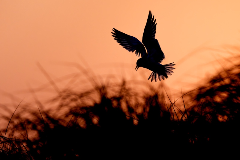Common-Tern-3200-backlit-in-predawn-landing-at-nest-site-_DSC7675-Nickerson-Beach-Park-Lido-Beach-LI-NY-Enhanced-NR