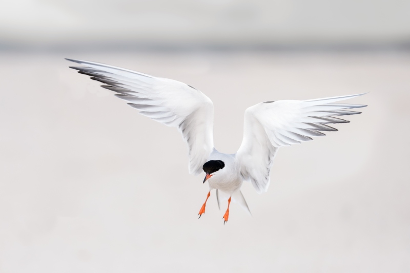 Common-Tern-3200-braking-to-land-at-colony-_DSC8445-Nickerson-Beach-Park-Lido-Beach-LI-NY-Enhanced-NR