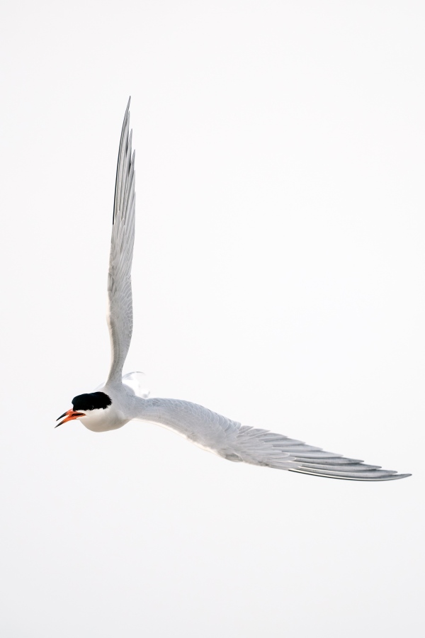 Common-Tern-3200-calling-in-flight-_DSC8094-Nickerson-Beach-Park-Lido-Beach-LI-NY-Enhanced-NR