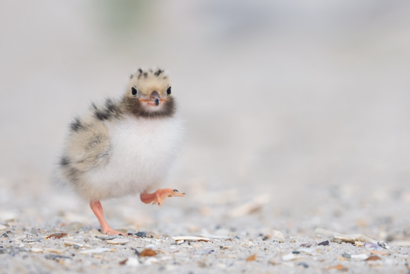 Common-Tern-3200-chick-about-one-week-old-with-foot-raised-_DSC2166-Nickerson-Beach-Park-Lido-Beach-LI-NY-Enhanced-NR