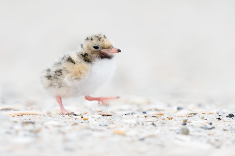 Common-Tern-3200-chick-walking-back-to-nest-_DSC7037-Nickerson-Beach-Park-Lido-Beach-LI-NY-Enhanced-NR
