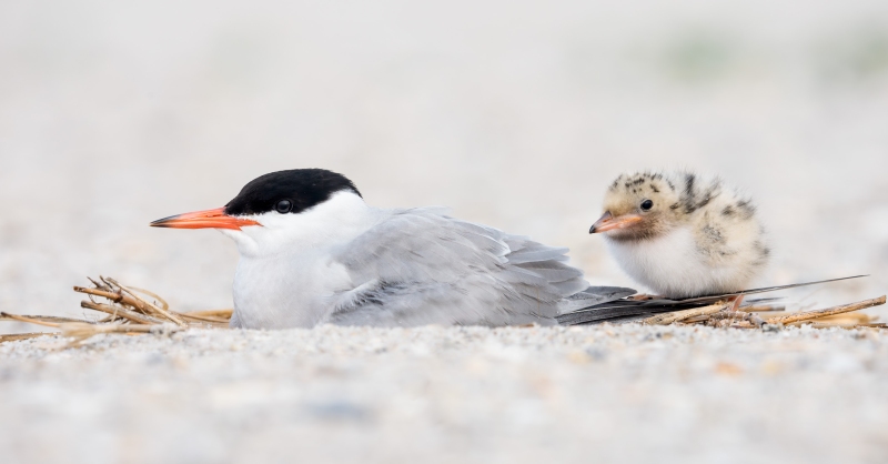 Common-Tern-3200-chick-with-adult-at-nest-scrape-_DSC1872-Nickerson-Beach-Park-Lido-Beach-LI-NY-Enhanced-NR