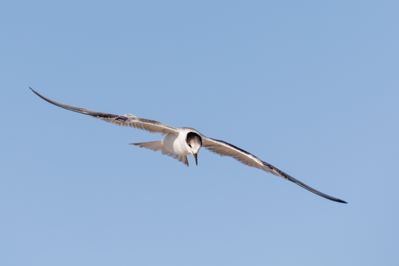 Common-Tern-3200-fledged-flying-young-JUDY-_O7A3340-Nickerson-Beach-Lido-Beach-Long-Island-NY-Enhanced-NR
