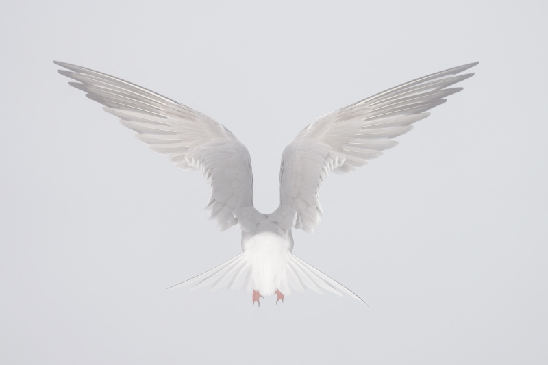 Common-Tern-3200-in-fog-with-west-wind-FOGGY-VERSION-