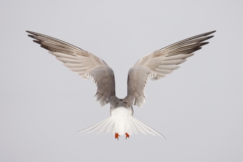 Common-Tern-3200-in-fog-with-west-wind-_DSC2734-Nickerson-Beach-Park-Lido-Beach-LI-NY-Enhanced-NR