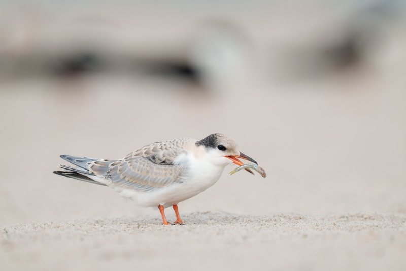 Common-Tern-3200-in-fresh-juvenal-plumage-with-silversides_A1G5081-Nickerson-Beach-Park-LI-NY-Enhanced-NR