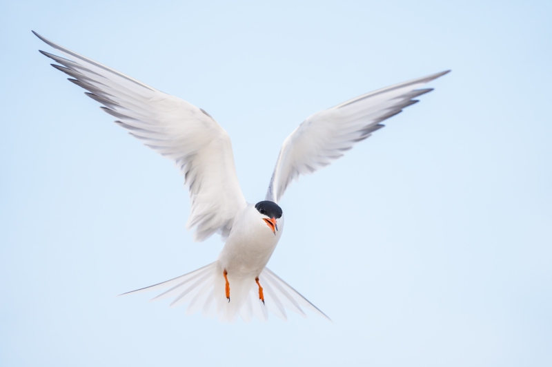 Common-Tern-3200-kitiing-above-colony-_DSC8652-Nickerson-Beach-Park-Lido-Beach-LI-NY-Enhanced-NR