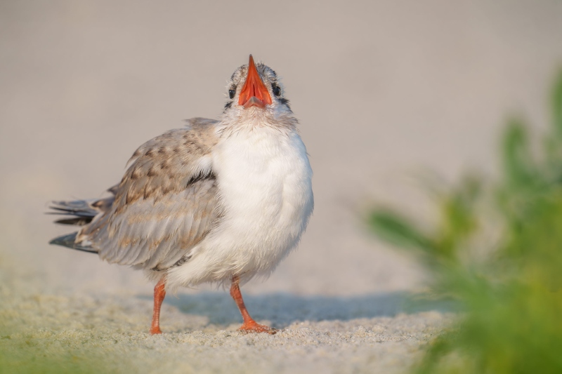 Common-Tern-3200-large-chick-begging-_A1G0768-Nickerson-Beach-Park-LI-NY-Enhanced-NR