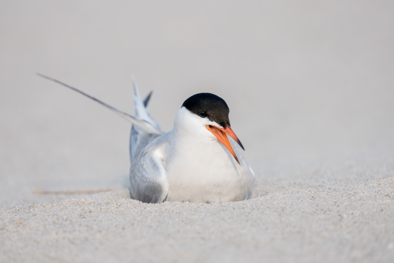 Common-Tern-3200-on-eggs-_DSC3460-Nikcerson-Beach-Park-Lido-Beach-LI-NY-Enhanced-NR