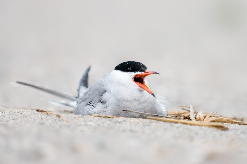Common-Tern-3200-on-nest-in-raiin-_DSC2579-Nickerson-Beach-Park-Lido-Beach-LI-NY-Enhanced-NR
